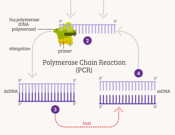 PCR graphic