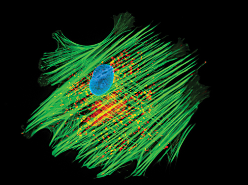 Fluorescence cell image